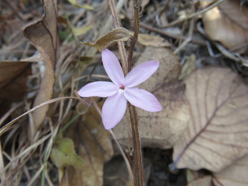 Pseuderanthemum praecox photo 5