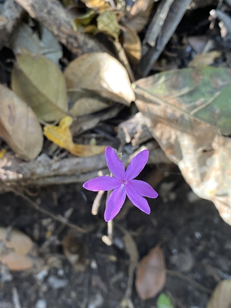 Pseuderanthemum praecox photo 6