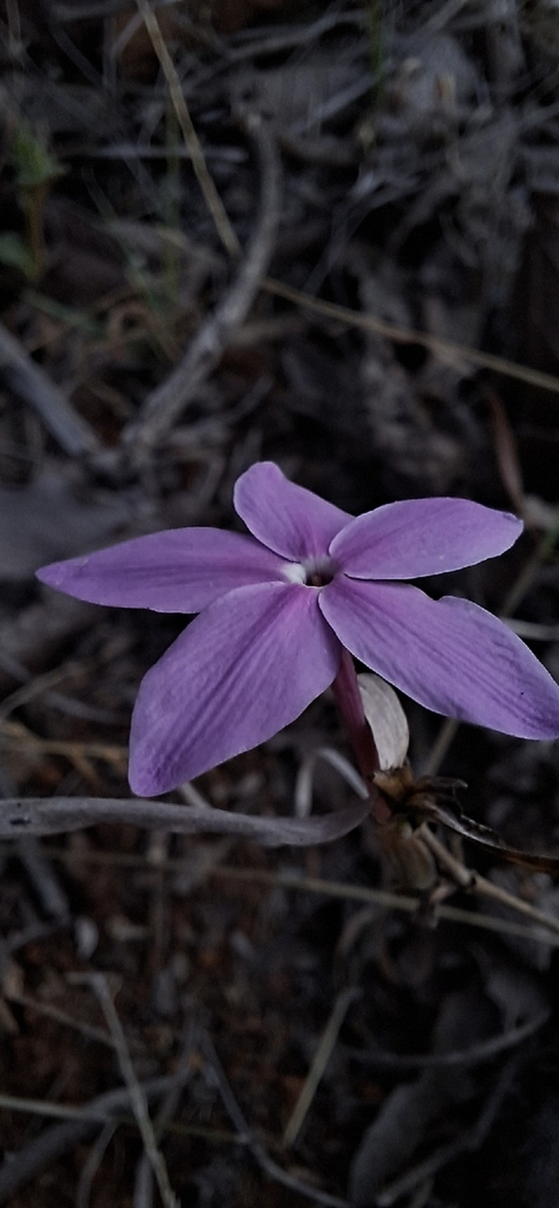 Pseuderanthemum praecox photo 8
