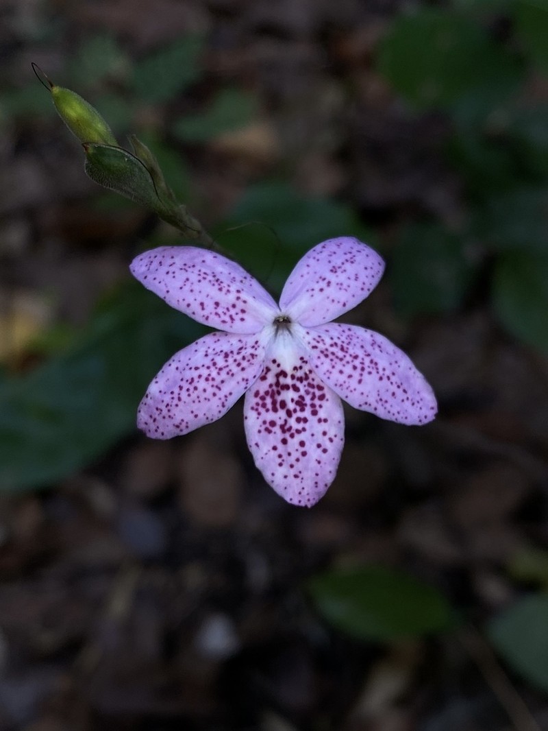 Pseuderanthemum pubescens