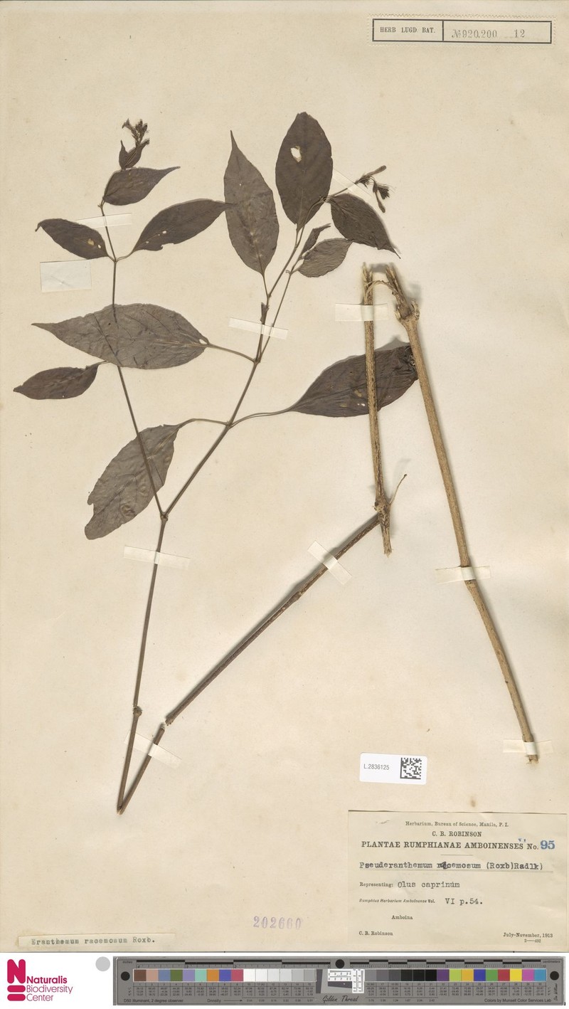 Pseuderanthemum racemosum
