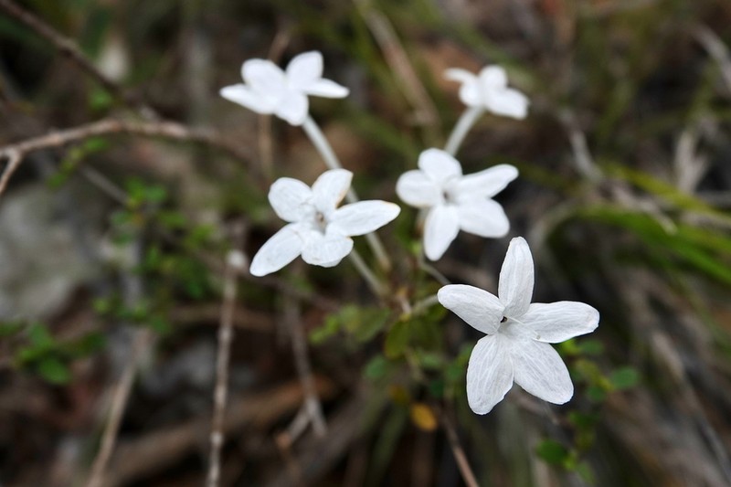 Pseuderanthemum repandum