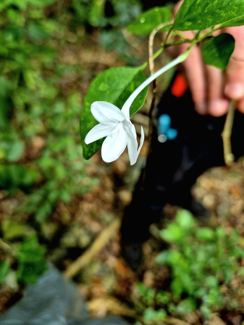 Pseuderanthemum repandum photo 3
