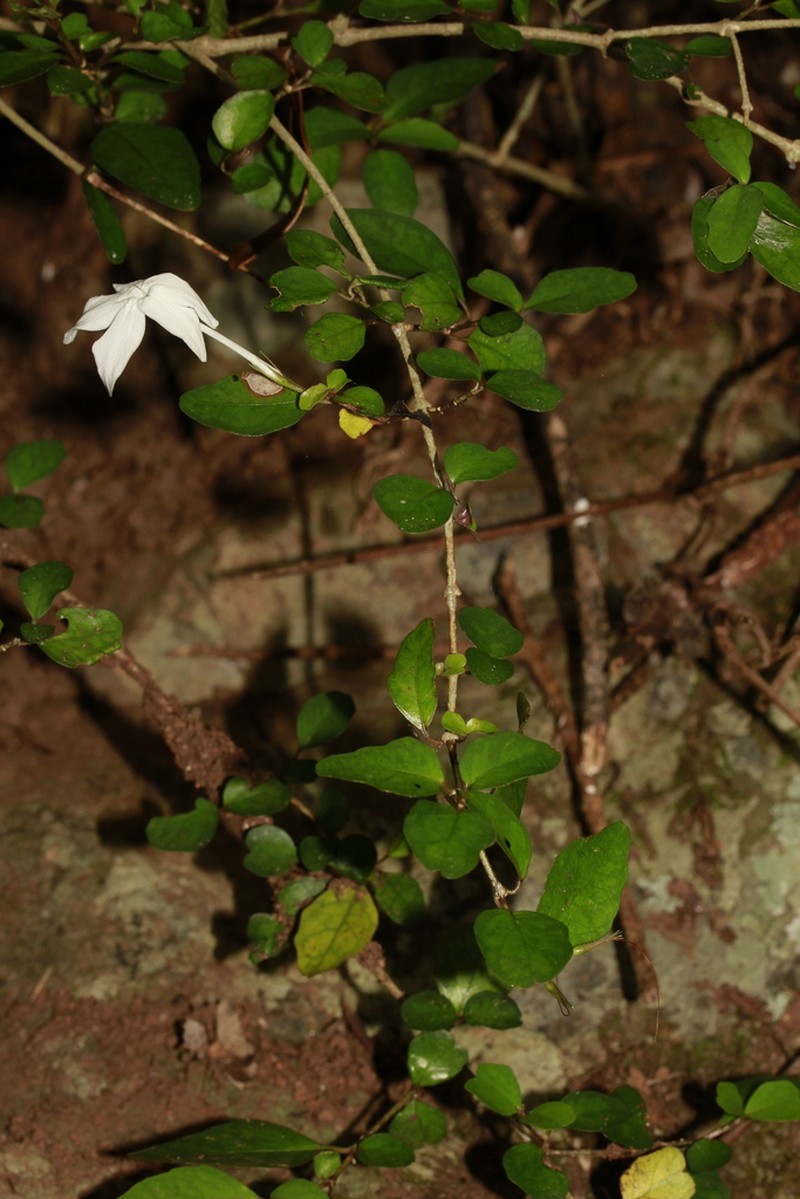 Pseuderanthemum repandum photo 6