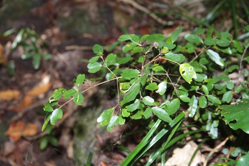 Pseuderanthemum repandum photo 7