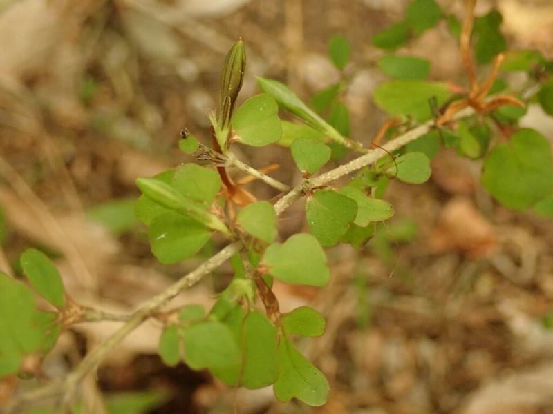 Pseuderanthemum repandum photo 8