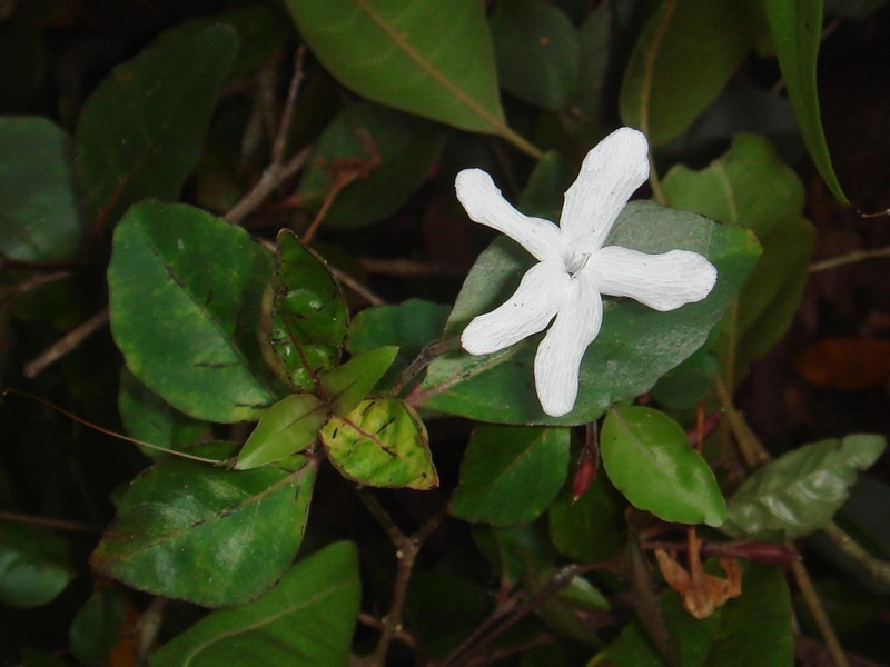 Pseuderanthemum repandum subsp. loyaltyense