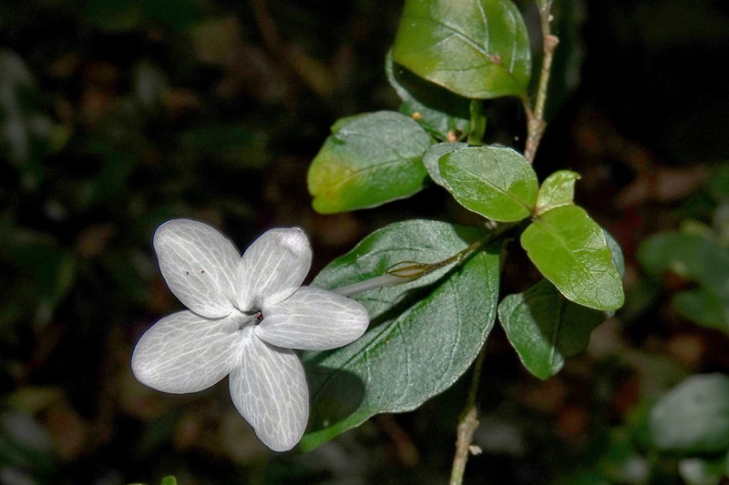 Pseuderanthemum repandum subsp. tuberculatum photo 2