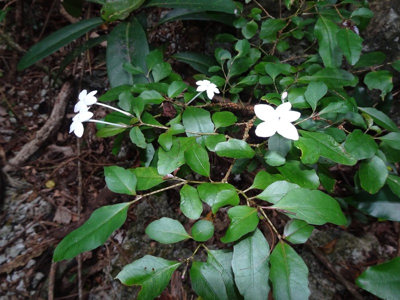 Pseuderanthemum repandum subsp. tuberculatum photo 3