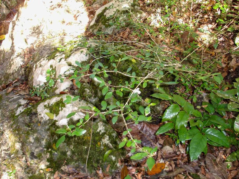 Pseuderanthemum repandum subsp. tuberculatum photo 4