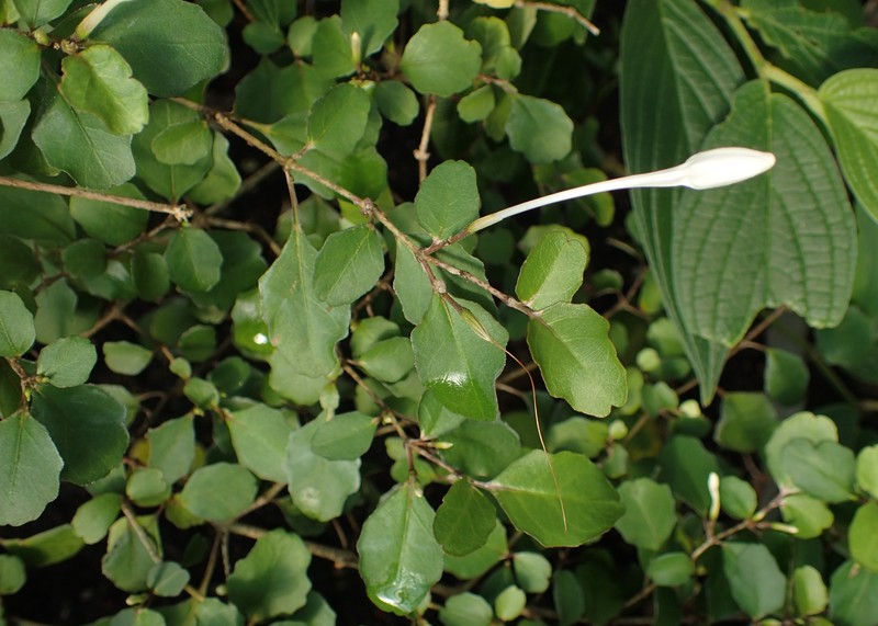 Pseuderanthemum repandum subsp. tuberculatum