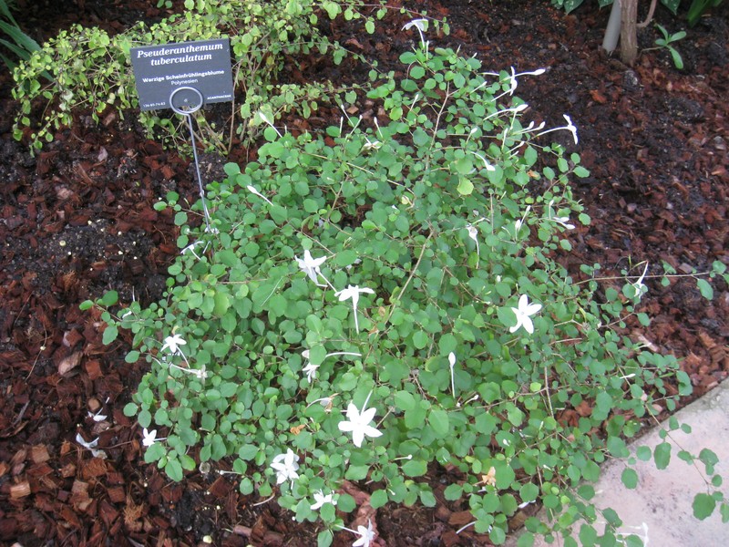 Pseuderanthemum repandum subsp. tuberculatum photo 5