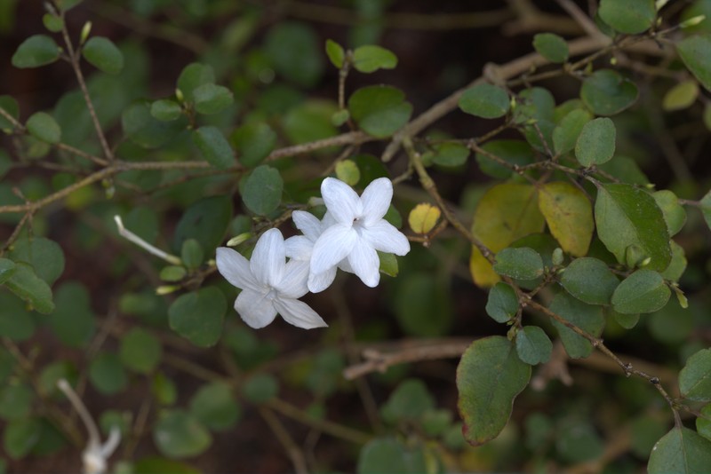 Pseuderanthemum repandum subsp. tuberculatum photo 6