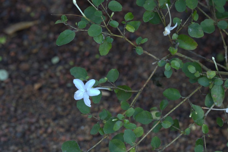 Pseuderanthemum repandum subsp. tuberculatum photo 7