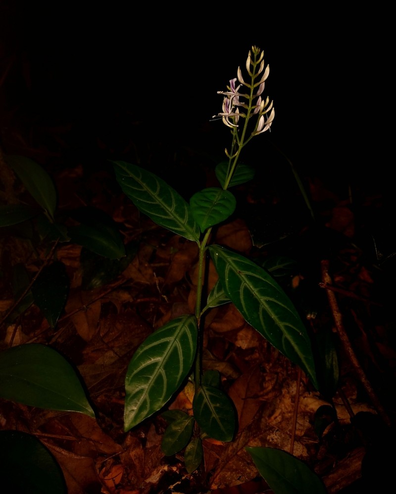 Pseuderanthemum riedelianum