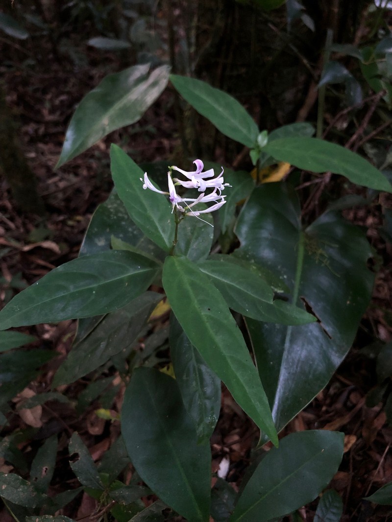 Pseuderanthemum riedelianum photo 2