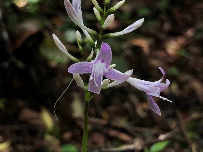 Pseuderanthemum riedelianum photo 3