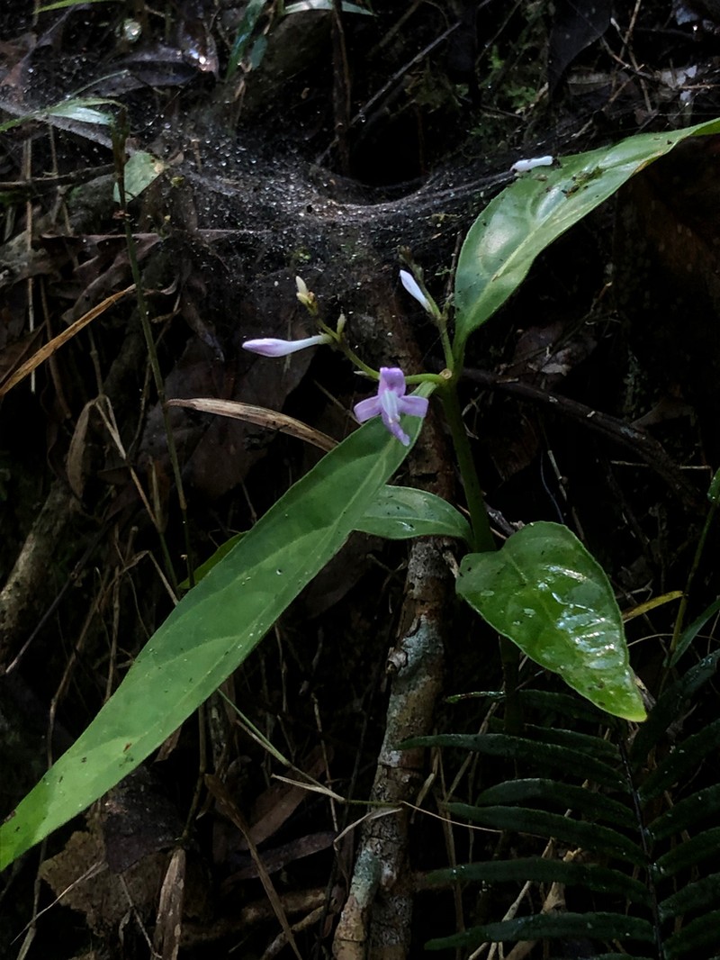 Pseuderanthemum riedelianum photo 4