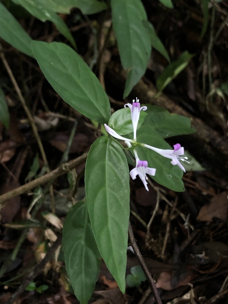 Pseuderanthemum riedelianum photo 5