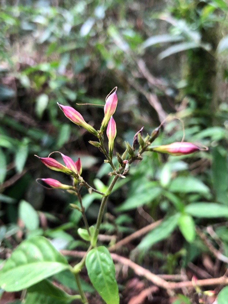 Pseuderanthemum riedelianum photo 6
