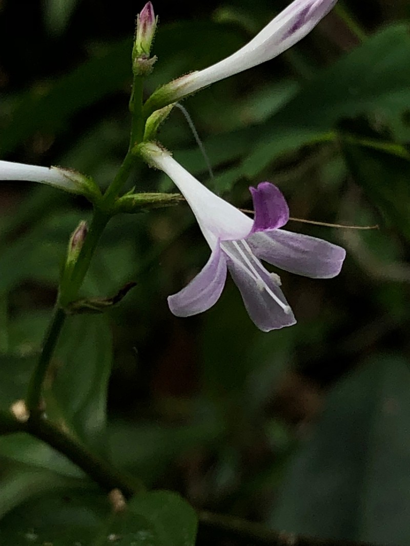 Pseuderanthemum riedelianum photo 7