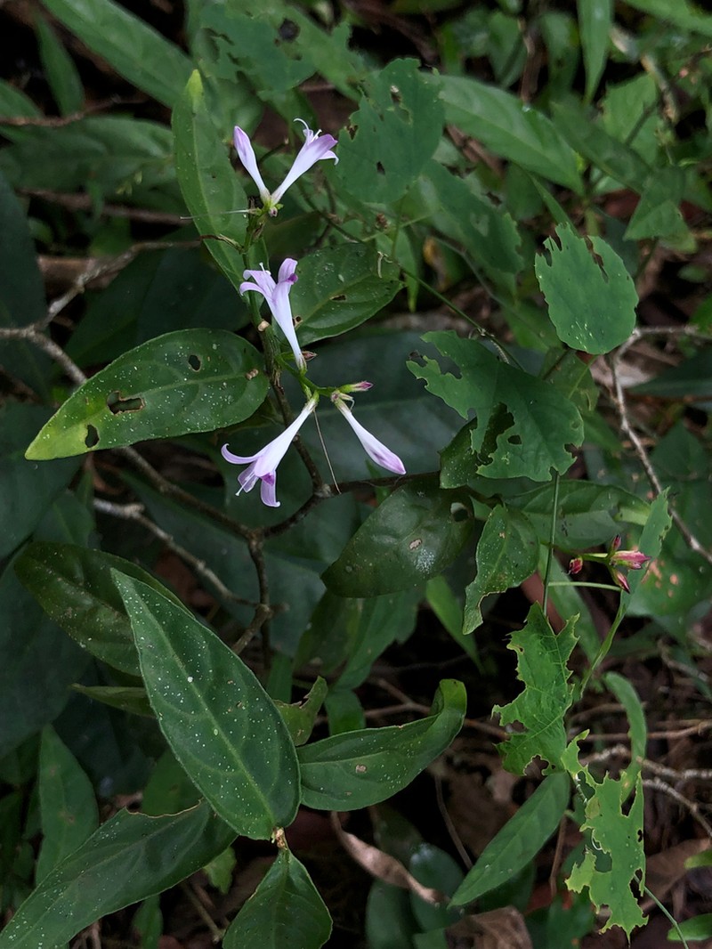 Pseuderanthemum riedelianum photo 8