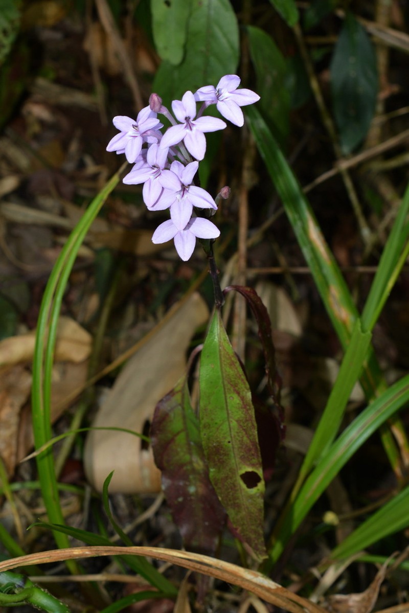 Pseuderanthemum siamense