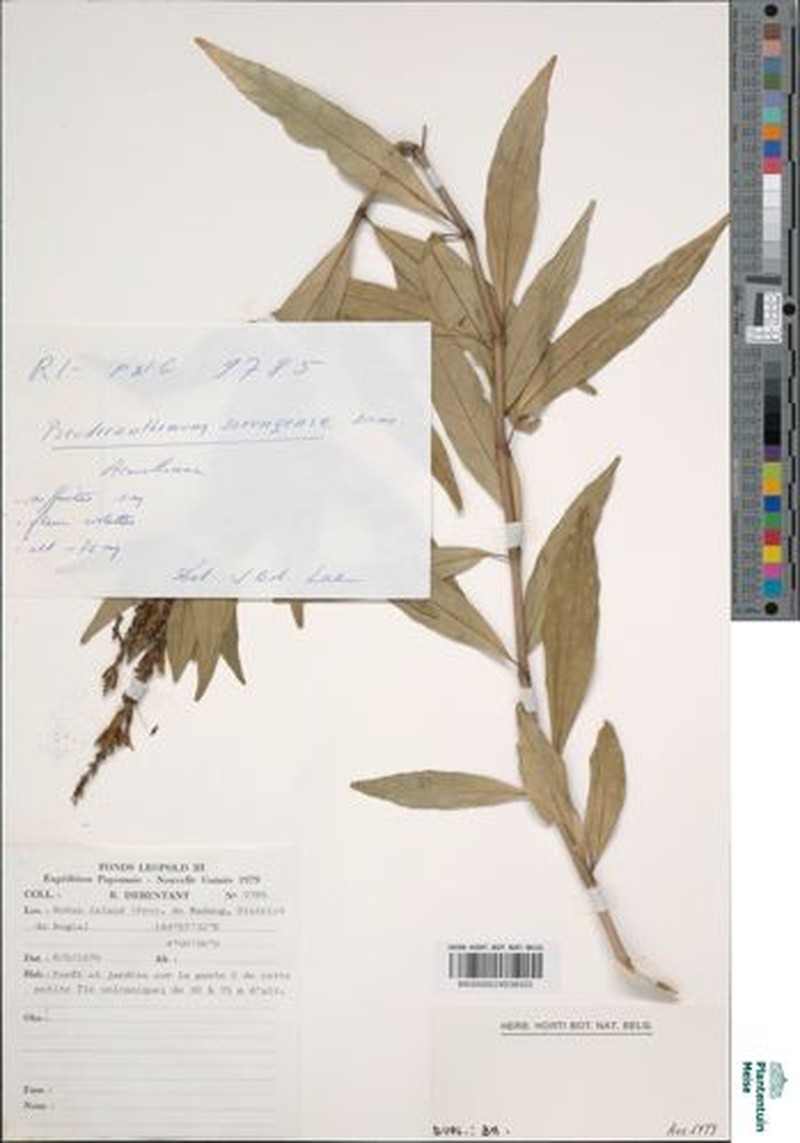 Pseuderanthemum sorongense
