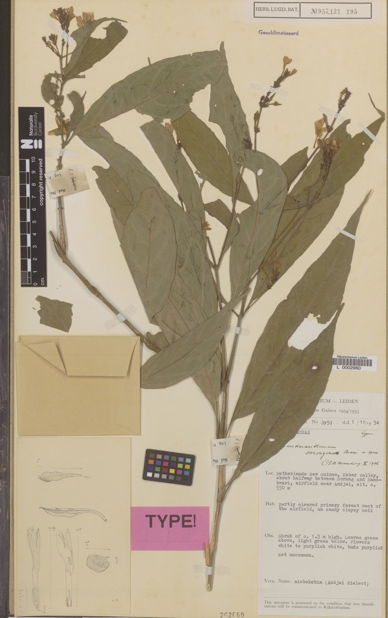 Pseuderanthemum sorongense photo 2