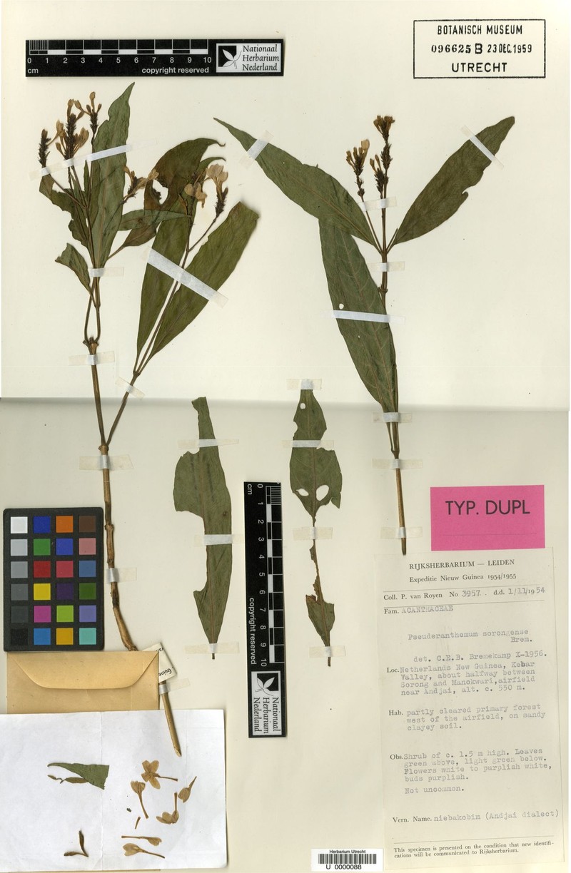 Pseuderanthemum sorongense photo 3