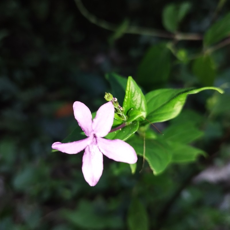 Pseuderanthemum standleyi photo 2