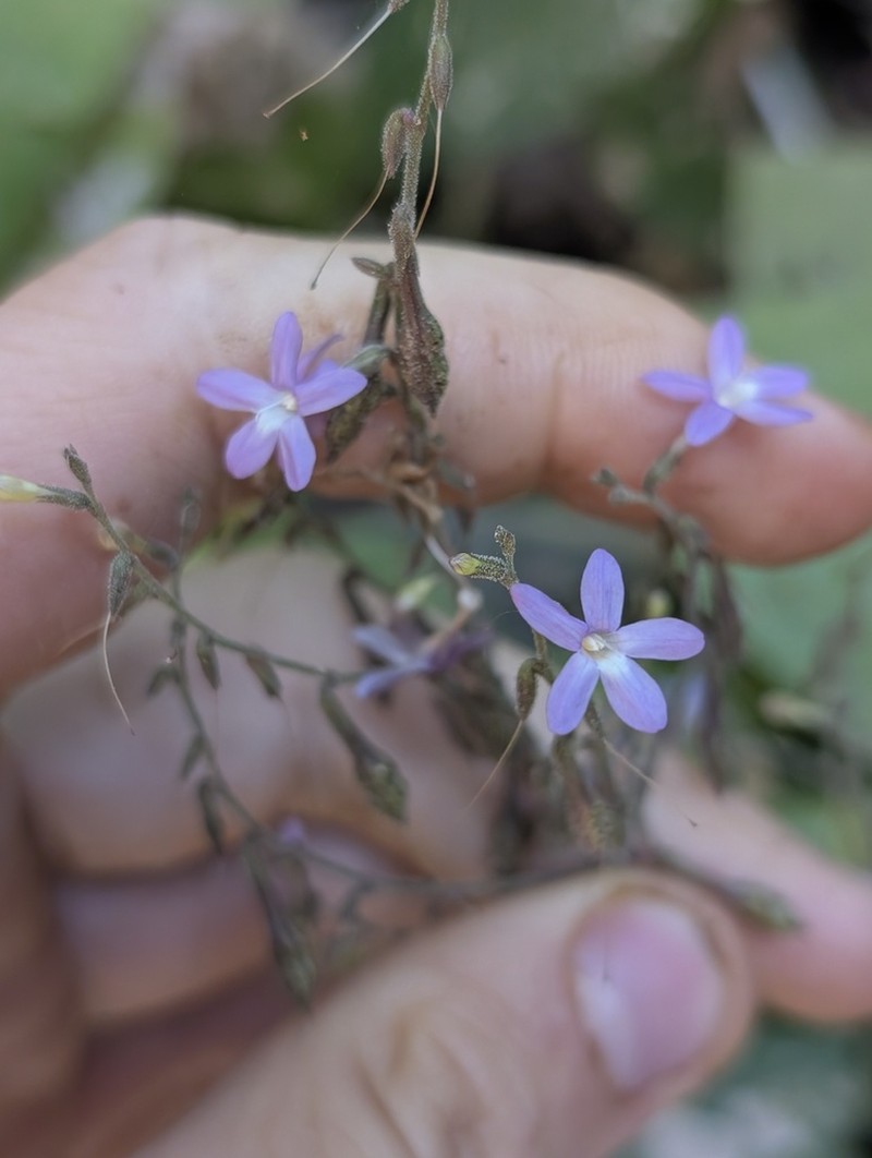 Pseuderanthemum standleyi photo 3