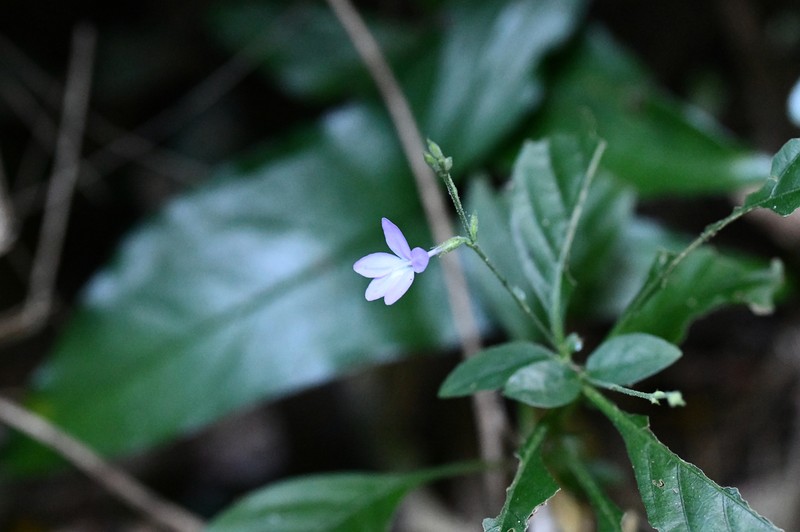 Pseuderanthemum standleyi photo 4