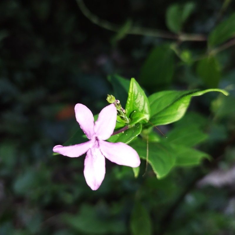 Pseuderanthemum standleyi photo 5