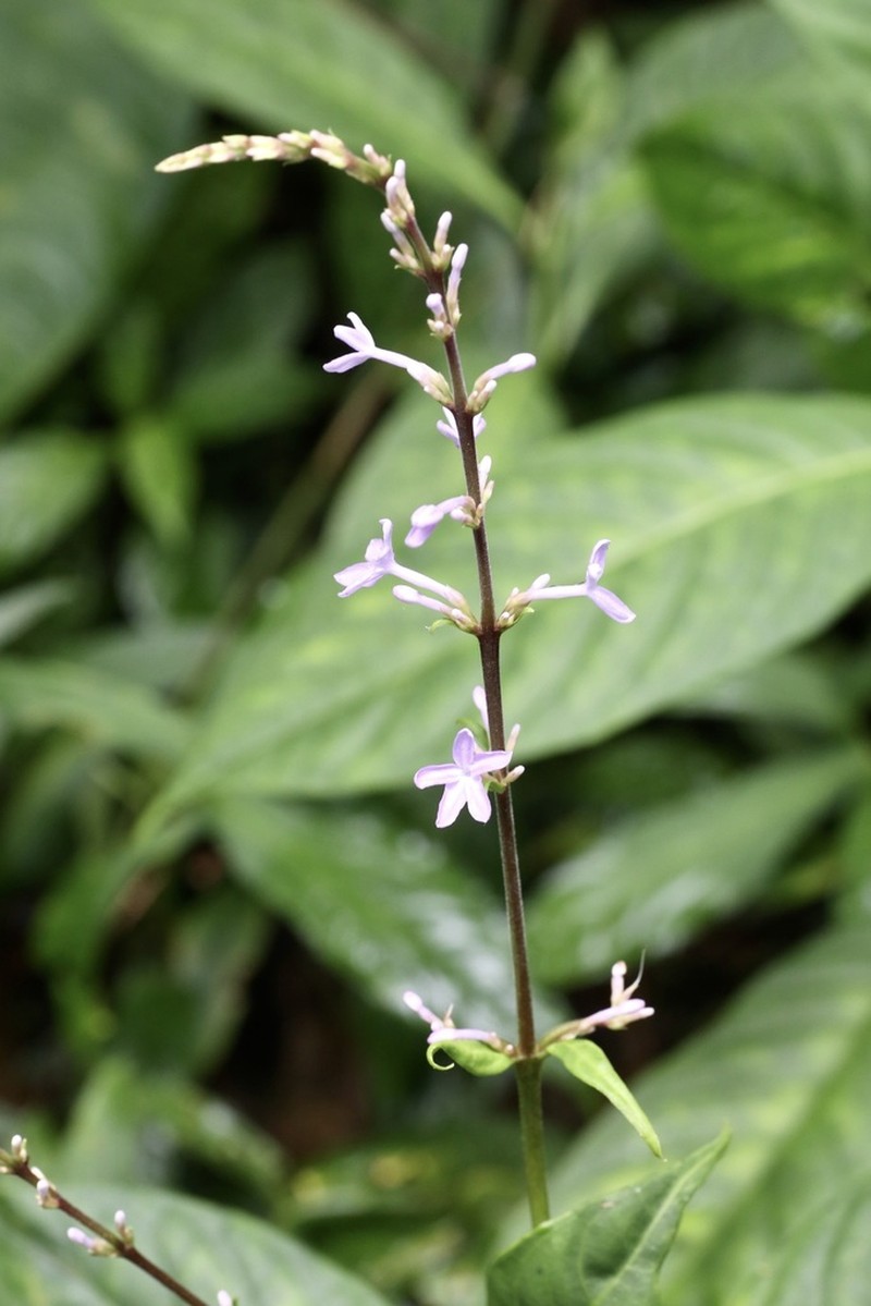 Pseuderanthemum subauriculatum