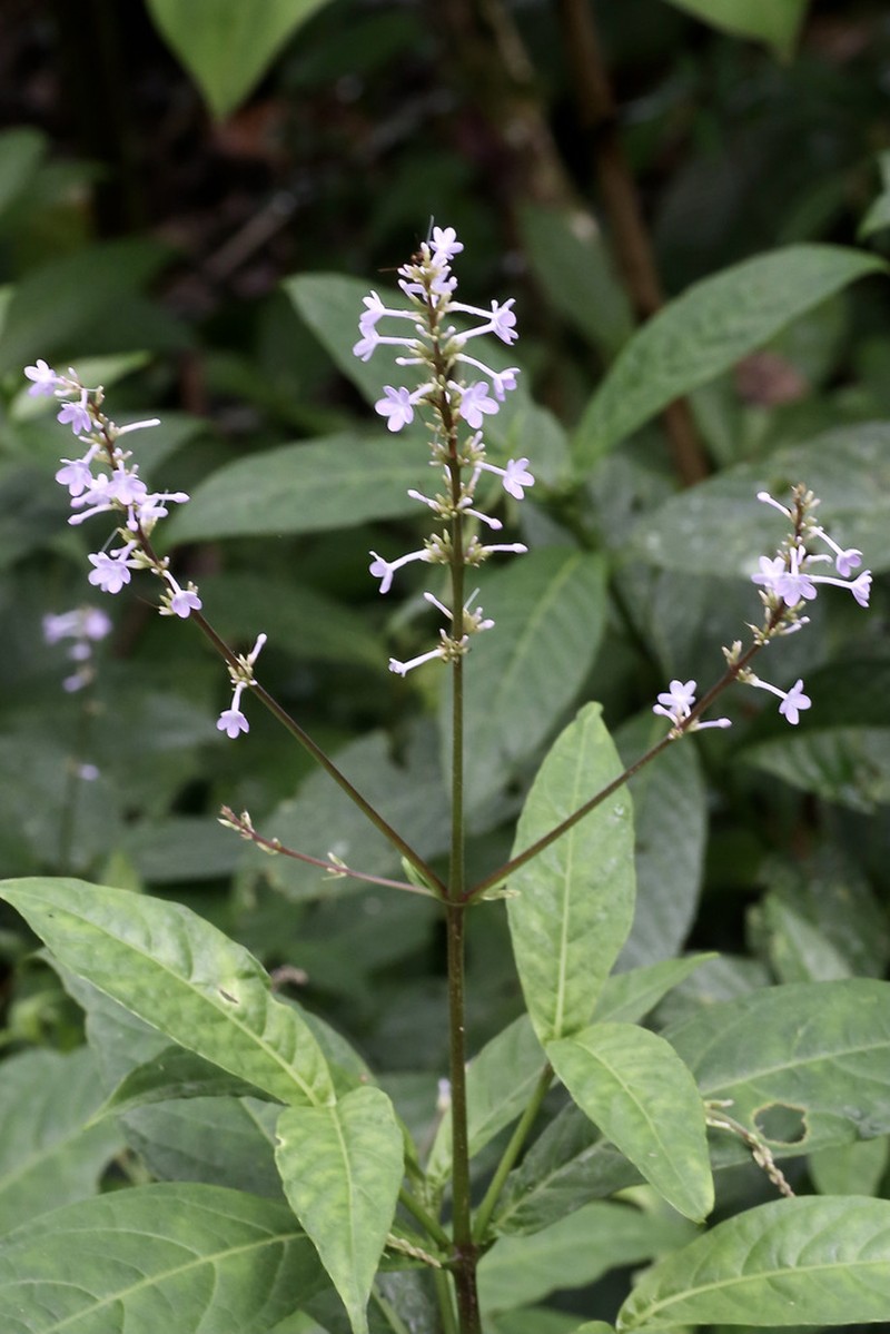Pseuderanthemum subauriculatum photo 2