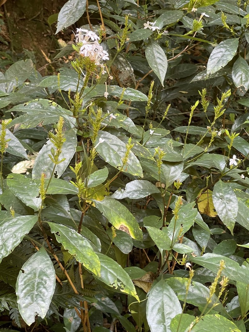 Pseuderanthemum subviscosum