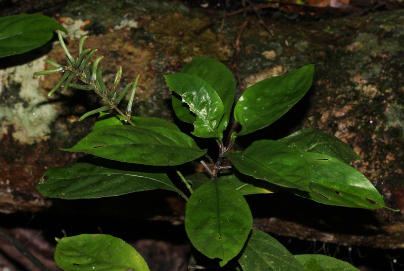 Pseuderanthemum subviscosum photo 2