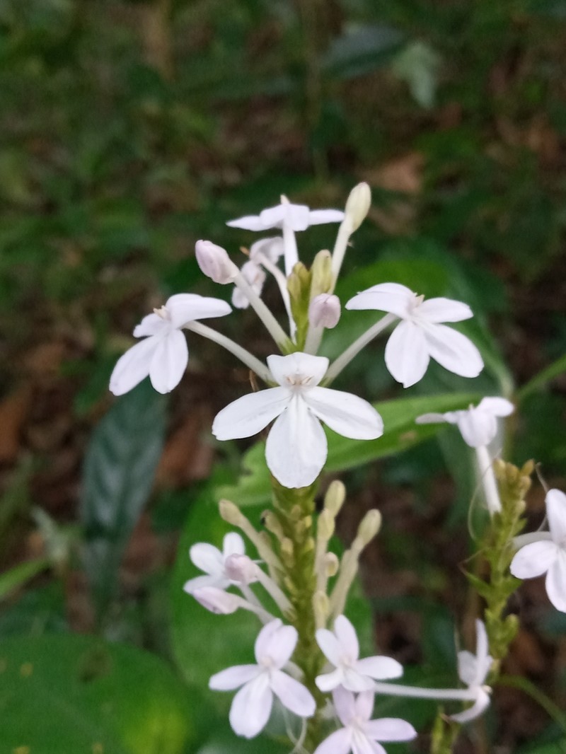 Pseuderanthemum subviscosum photo 3