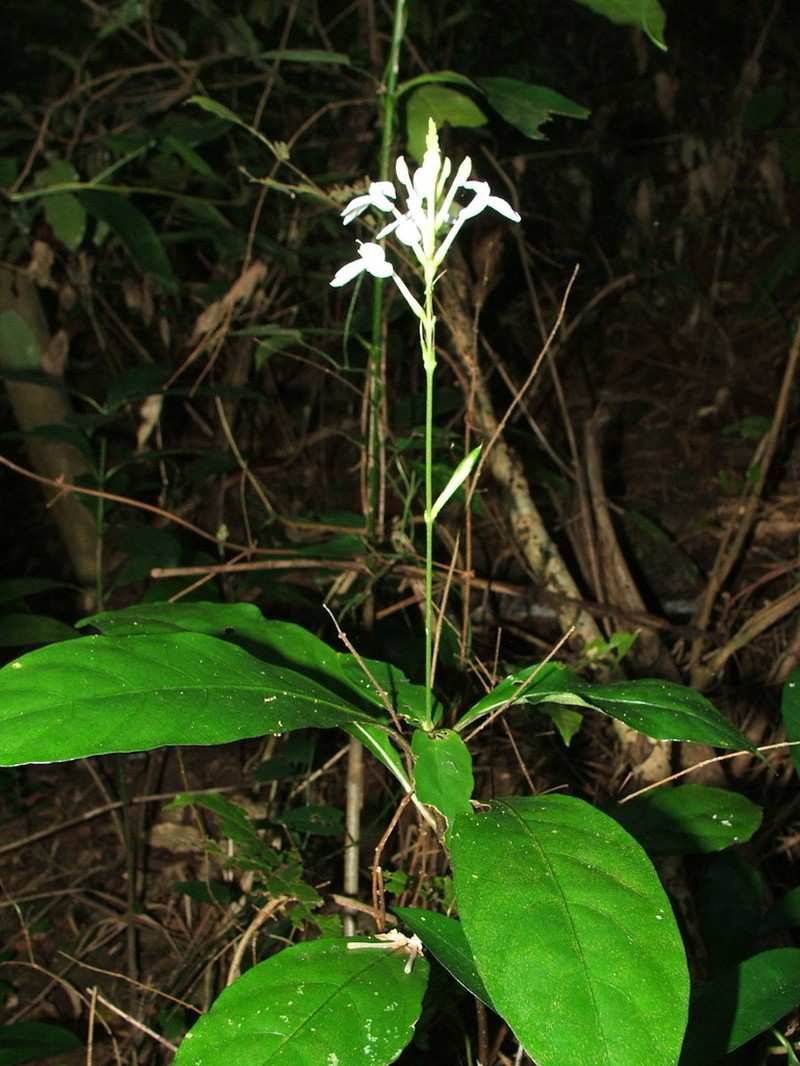 Pseuderanthemum subviscosum photo 4