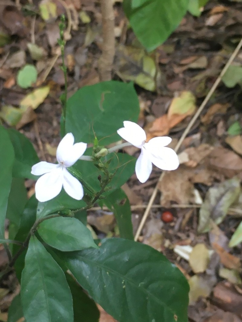 Pseuderanthemum subviscosum photo 5