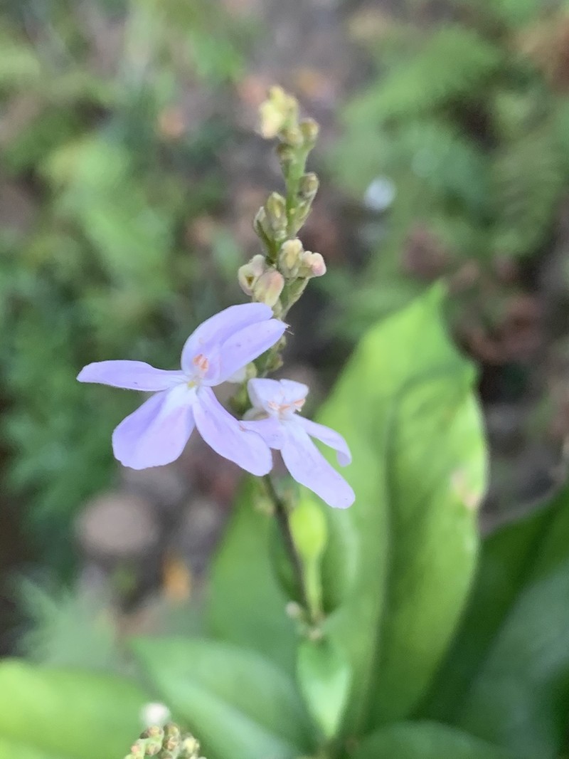 Pseuderanthemum subviscosum photo 6