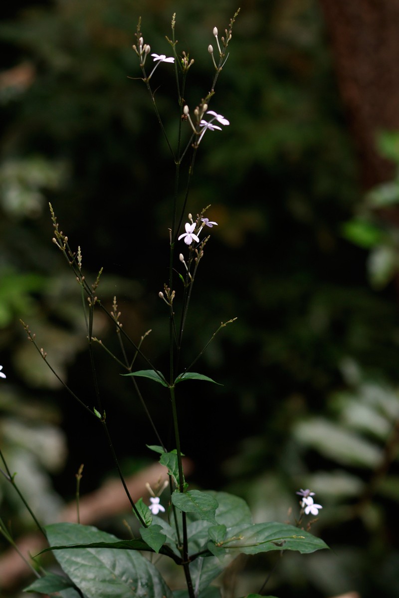 Pseuderanthemum subviscosum photo 7