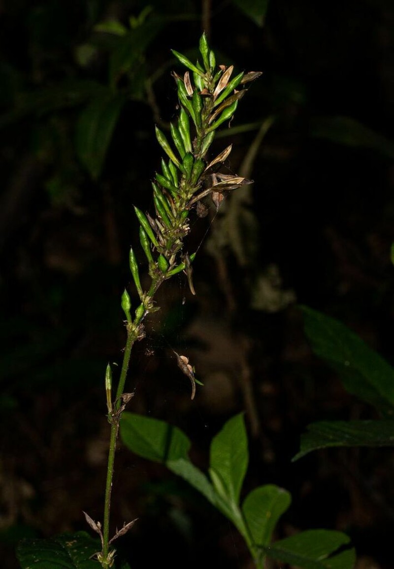 Pseuderanthemum subviscosum photo 8