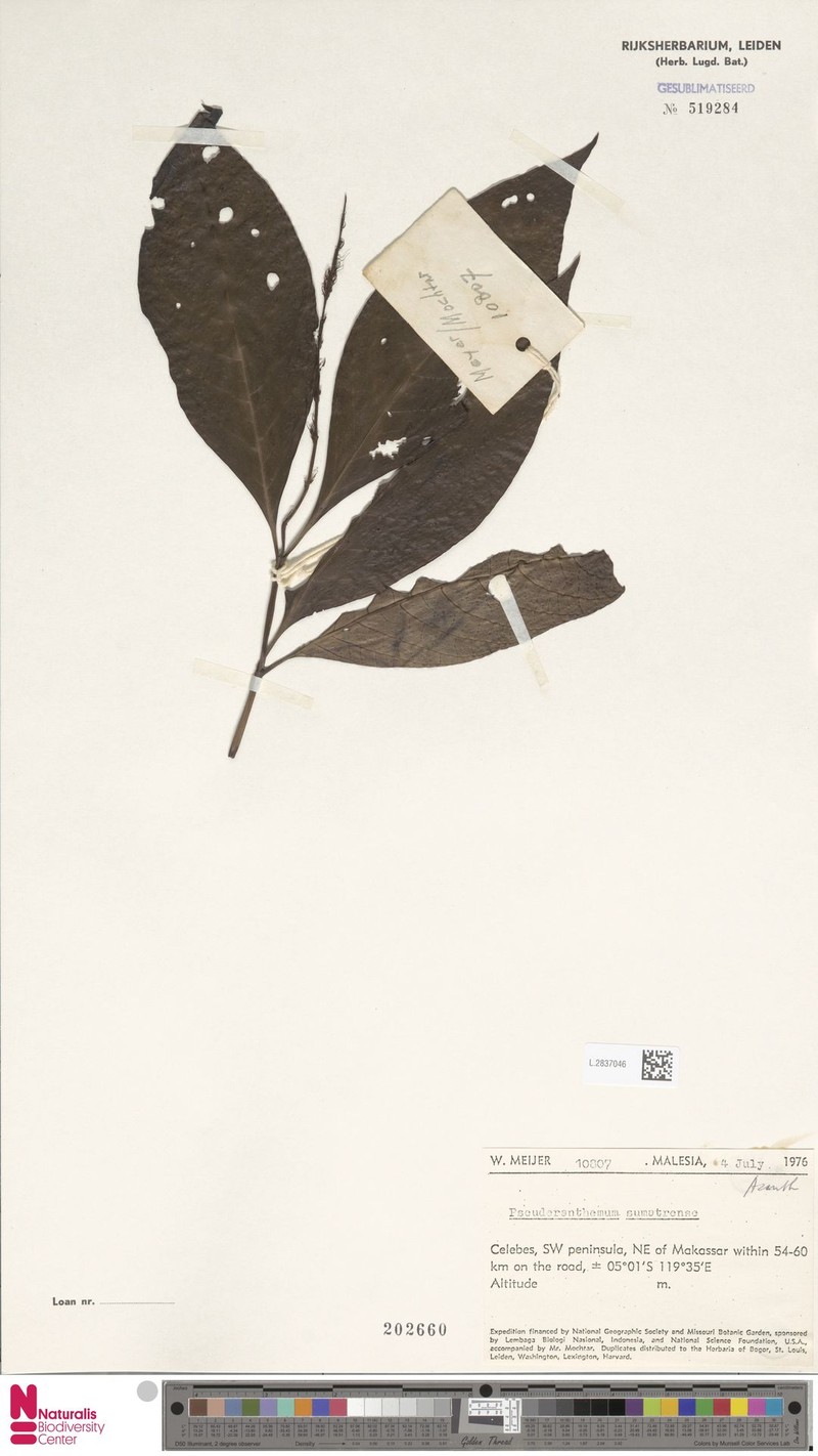 Pseuderanthemum sumatrense