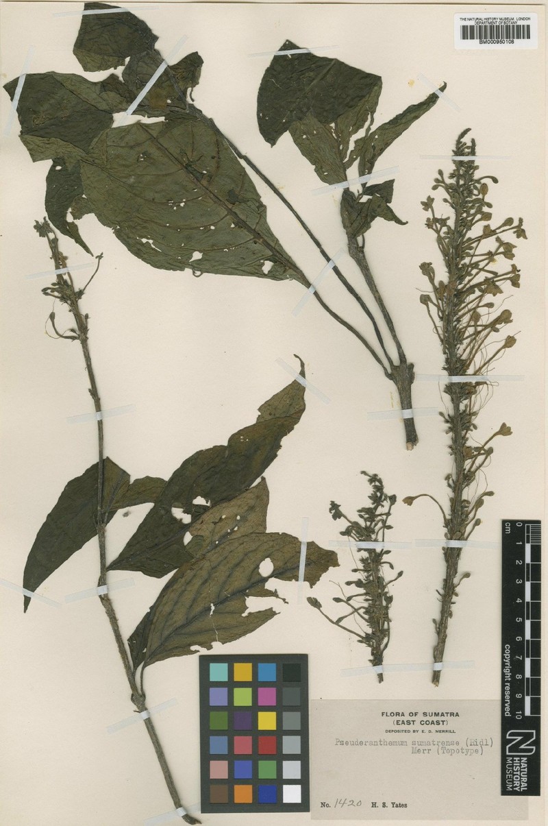 Pseuderanthemum sumatrense photo 2