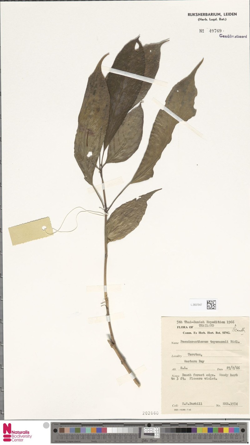 Pseuderanthemum teijsmannii