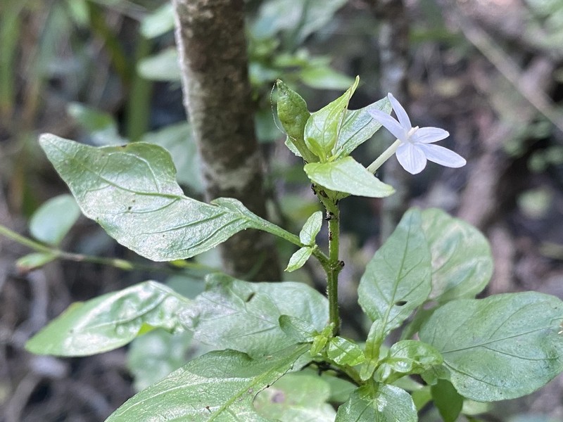 Pseuderanthemum tenellum