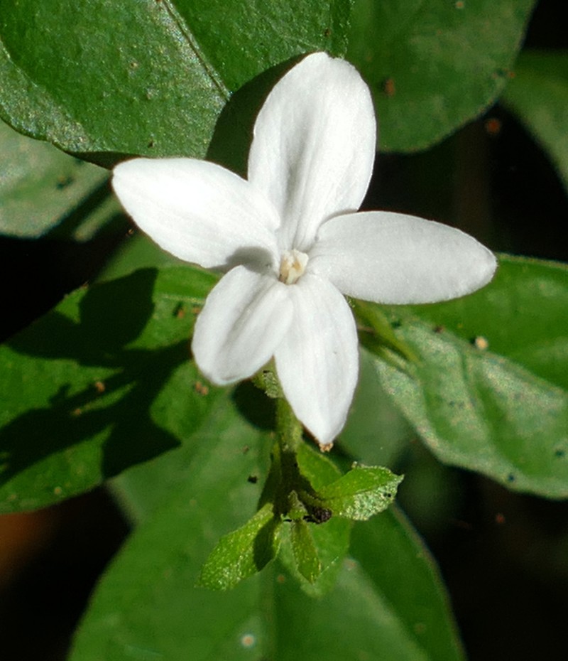 Pseuderanthemum tenellum photo 2