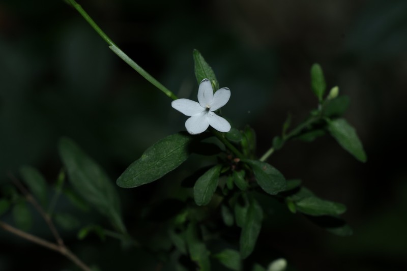 Pseuderanthemum tenellum photo 3